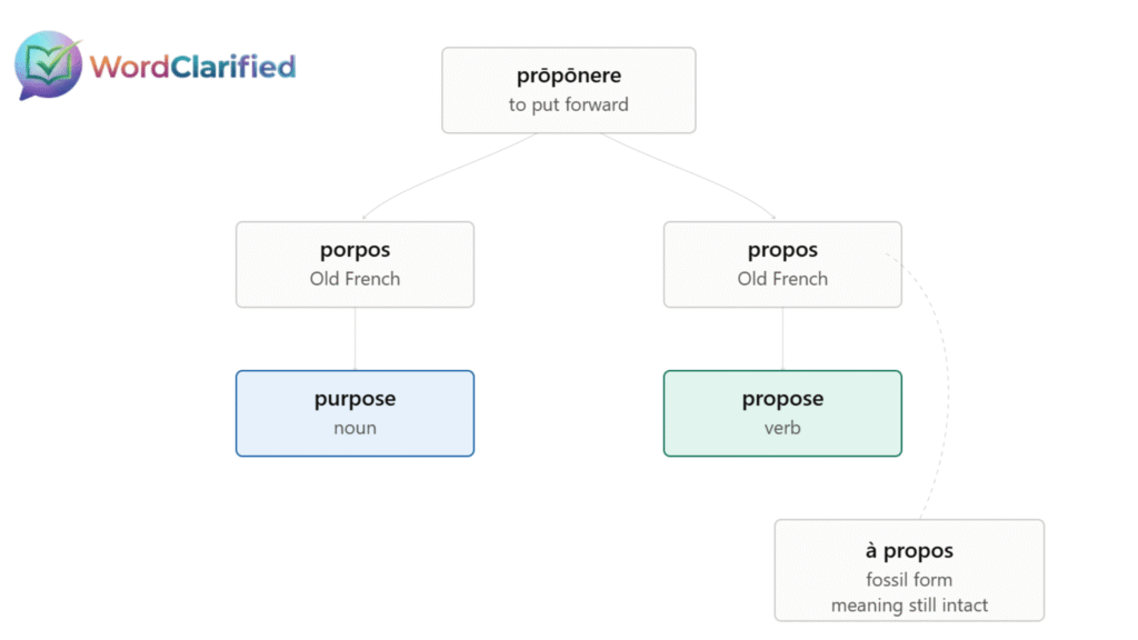 Diagram showing how propose vs purpose split from the same Latin root